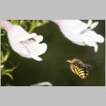 Anthidium manicatum - Grosse Wollbiene w12 10mm.jpg